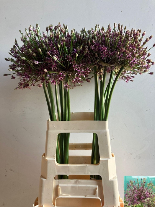 <h4>Allium Spider</h4>