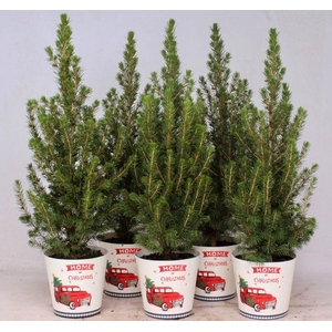Picea Gl Conica Smartcup Christmas