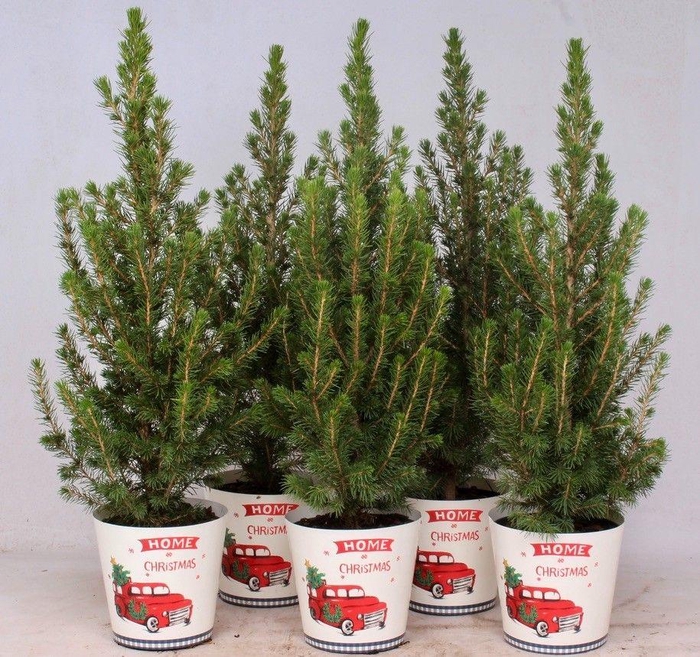 <h4>Picea Gl Conica Smartcup Christmas</h4>