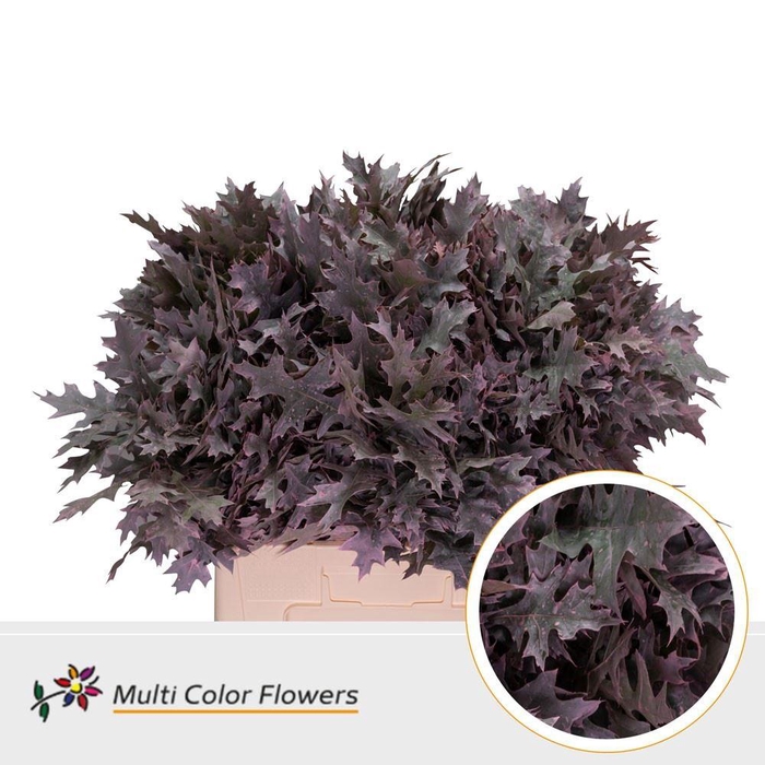 <h4>Quercus palustris ..colored H%</h4>