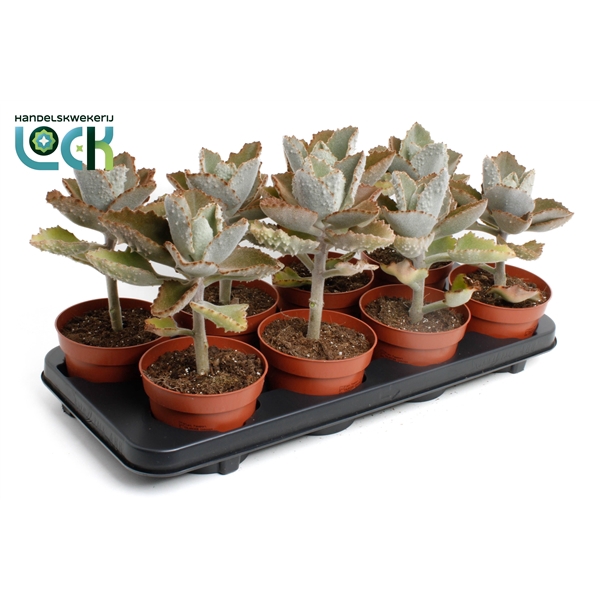 <h4>Kalanchoe Beharensis</h4>