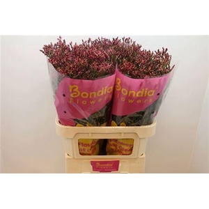 Lim Sin Scarlet Diamond