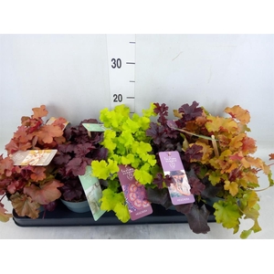 Heuchera  'Indian Summer'   ...mix