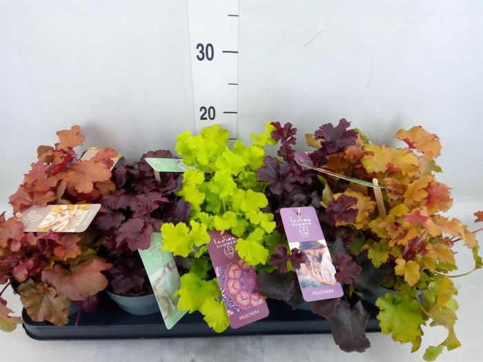 <h4>Heuchera 'Indian Summer' ...mix</h4>