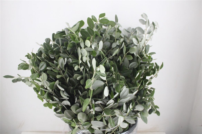 <h4>Pittosp Ralphi Leaves 400gr P Bunch</h4>