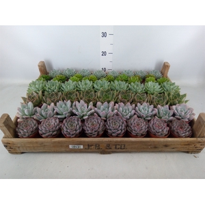 Echeveria   ...