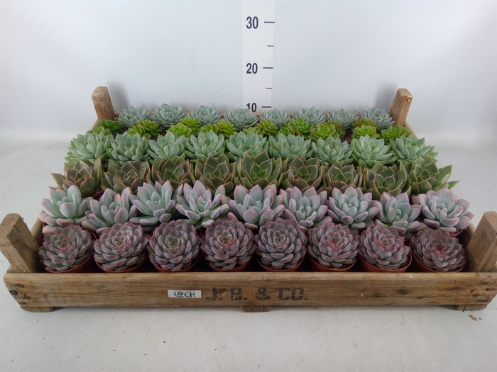 <h4>Echeveria   ...</h4>