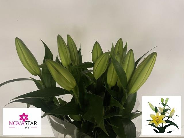 <h4>LI OT ALTARUS</h4>