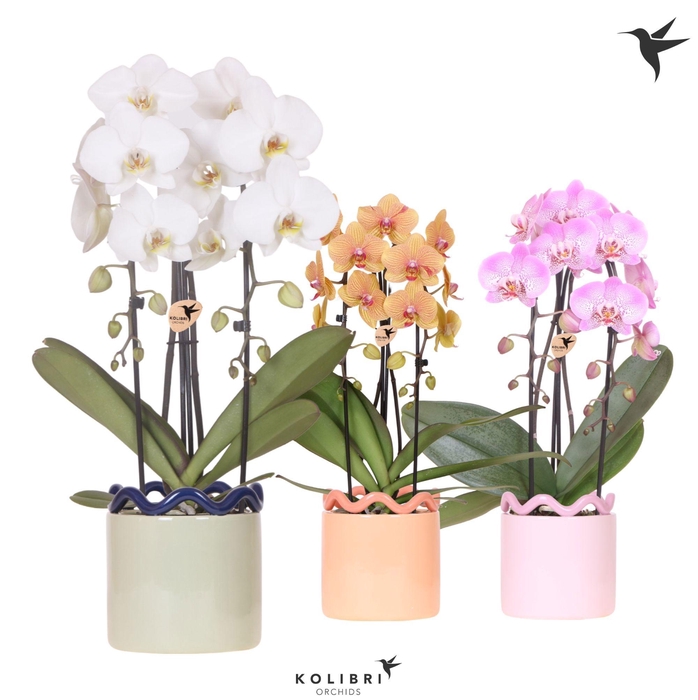 <h4>Kolibri Orchids Cascade Niagara Fall mix 2 spike in Funky pot mix</h4>