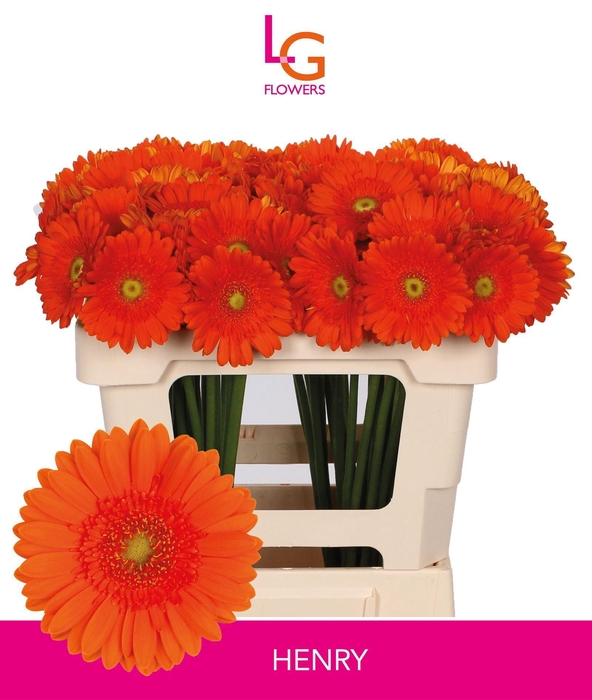 <h4>GERMINI HENRY</h4>