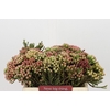 Kaaps Groen Red Brunia Medium