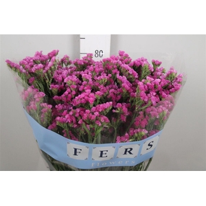 Lim S Raspberry Wings