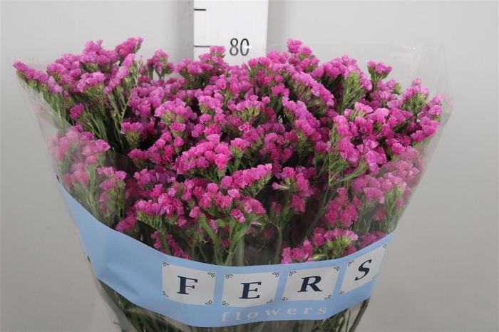 <h4>Lim S Raspberry Wings</h4>