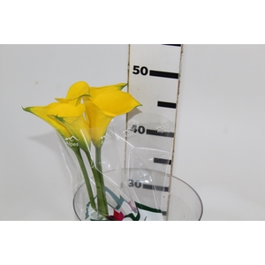 CALLAS YELLOWEEN 050 CM