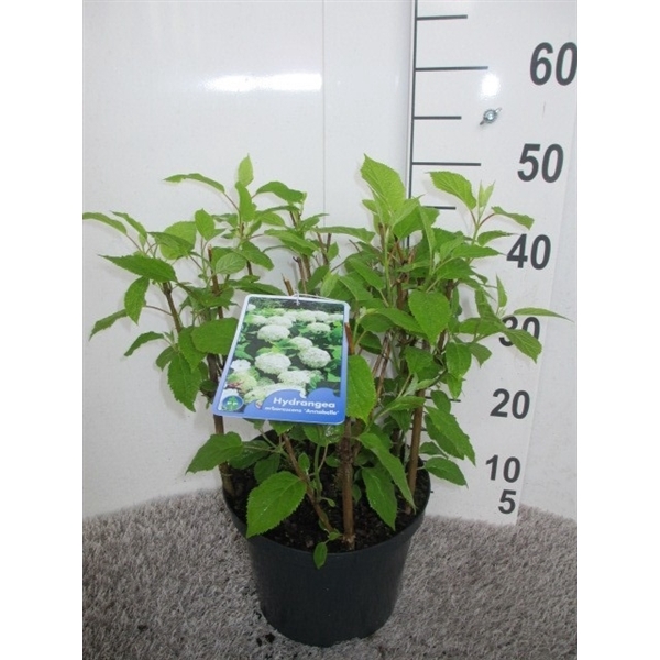 <h4>Hydrangea arb. Annabelle 30-40 P23</h4>