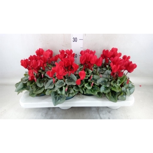 Cyclamen MD 'Rembrandt'