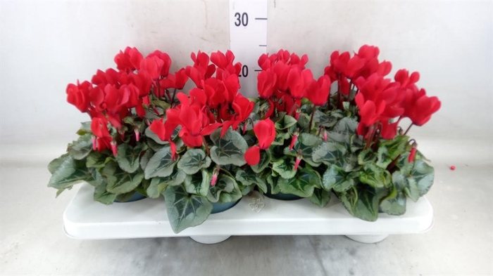 <h4>Cyclamen MD 'Rembrandt'</h4>