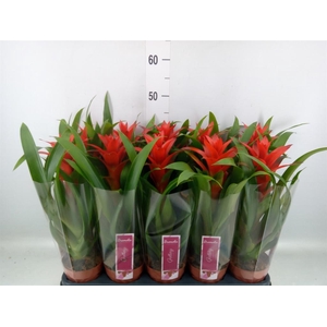 Guzmania 'Ostara'