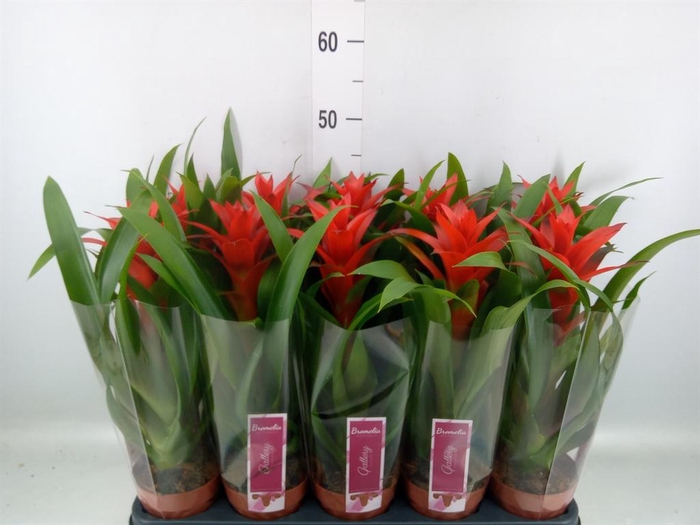 <h4>Guzmania 'Ostara'</h4>
