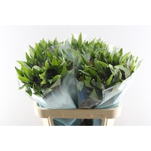 Alstr Rockstar (rood)