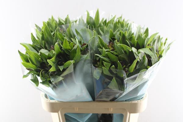 <h4>Alstr Rockstar (rood)</h4>