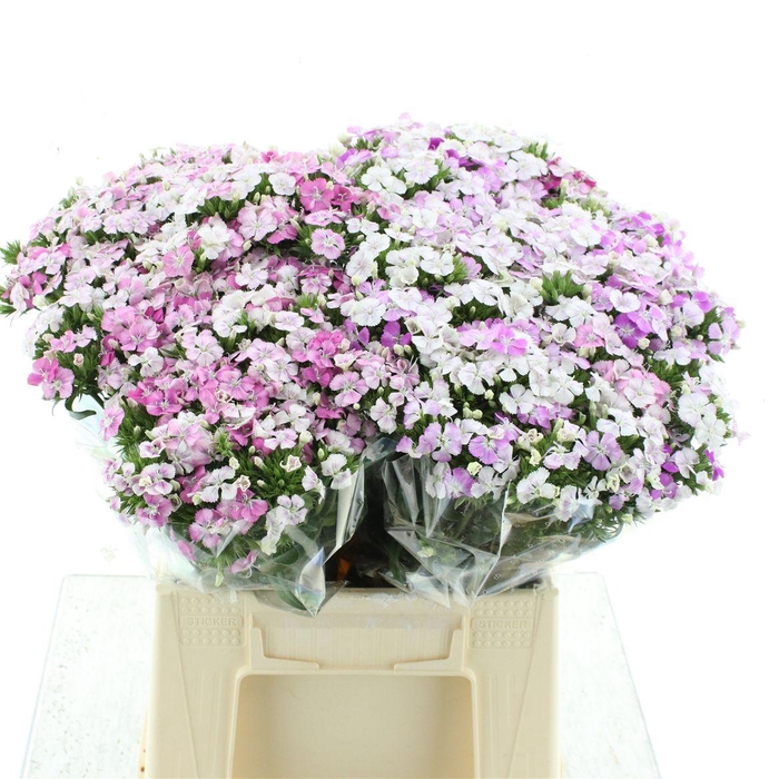 <h4>Di Barb Amazon Pink Magic Super</h4>