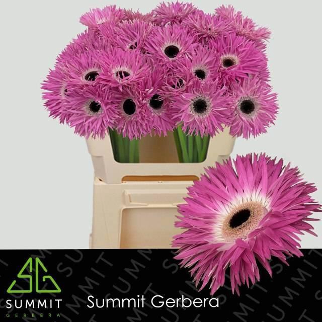 <h4>GE GS STITCH+</h4>