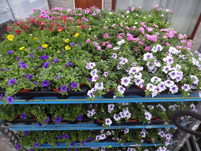 <h4>PET MINIFAMOUS MIXK</h4>