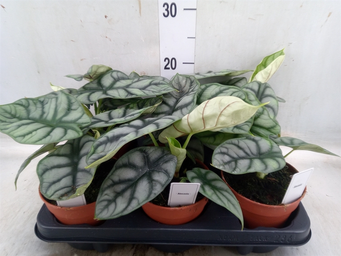 <h4>Alocasia   ...</h4>
