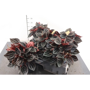 Peperomia 15 Cm. P. Caperata