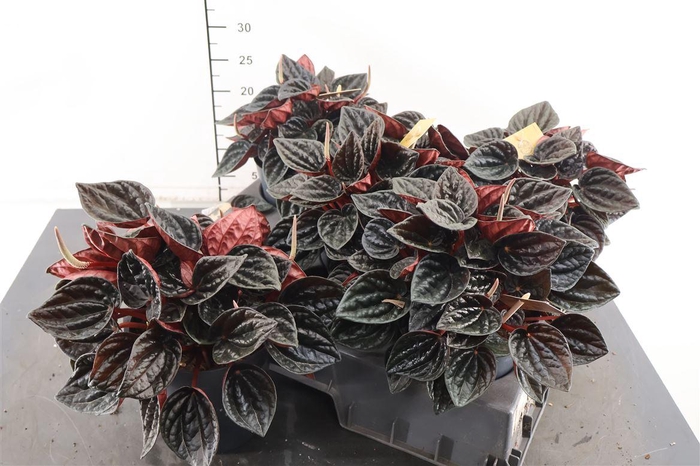 <h4>Peperomia 15 Cm. P. Caperata</h4>