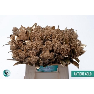 Skimmia paint antique gold