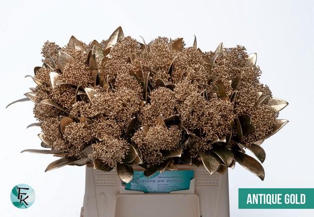 <h4>Skimmia paint antique gold</h4>