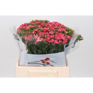 Dianthus Ba Aldo Coral