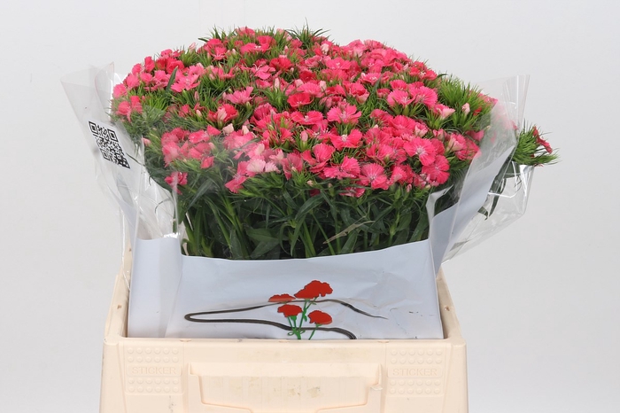 Dianthus Ba Aldo Coral