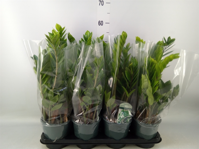 <h4>Zamioculcas zamiifolia</h4>