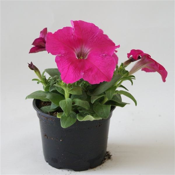 Petunia roze p9