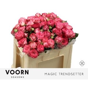 Rosa spray magic trendsetter
