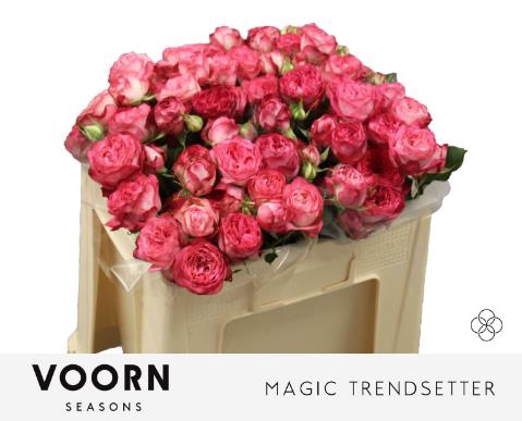 <h4>Rosa sp magic trendsetter</h4>