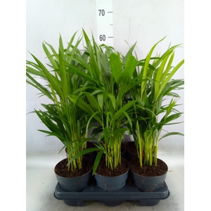 Dypsis lutescens   ...Chrysalidoca