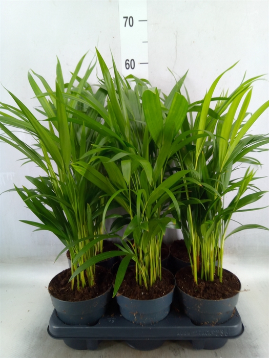 <h4>Dypsis lutescens   ...Chrysalidoca</h4>