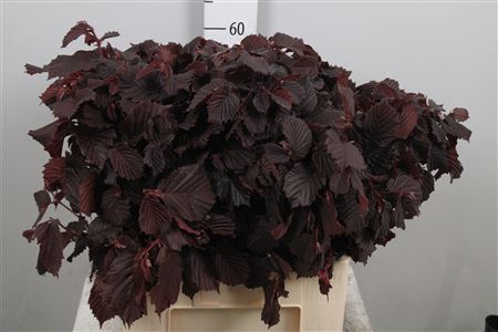 <h4>Coryl Av Roter Zelle</h4>