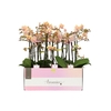 Phalaenopsis Multifloratypes overig geel