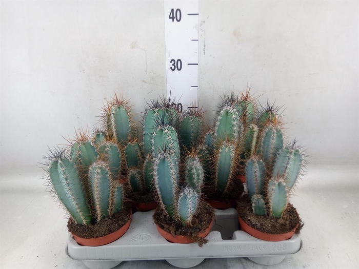 <h4>Cereus   ...</h4>