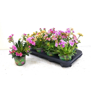 LEWI COTYLEDON
