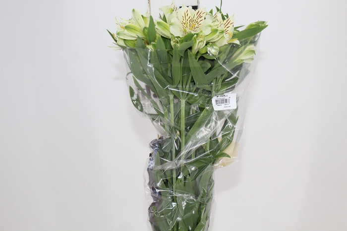<h4>ALSTROEMERIA AKEMI 080 CM</h4>