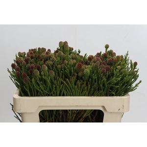 Kaaps Groen Brunia Fragarioides (Clusterstar)