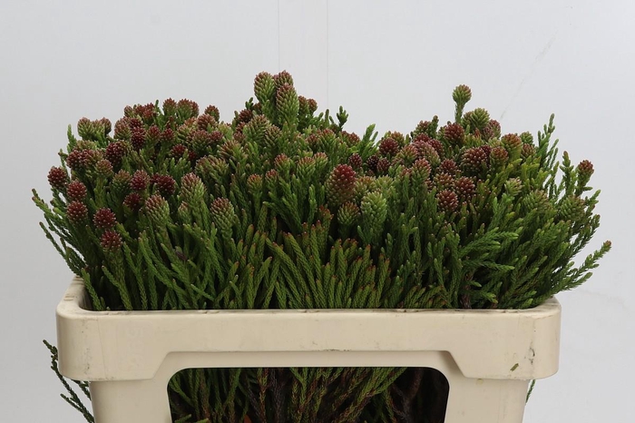 Kaaps Groen Brunia Fragarioides (Clusterstar)