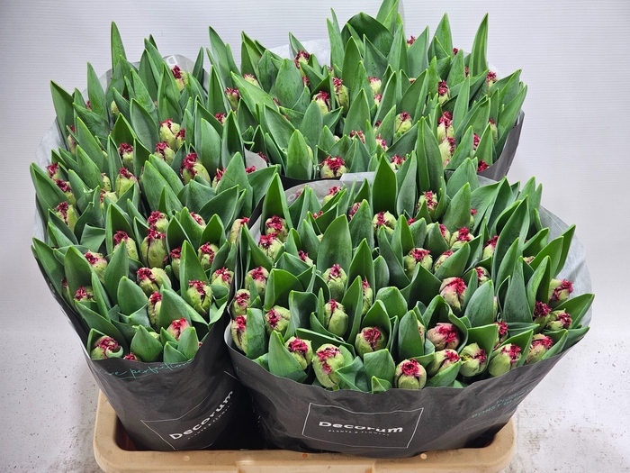 <h4>TU FR Pearl Harbor</h4>