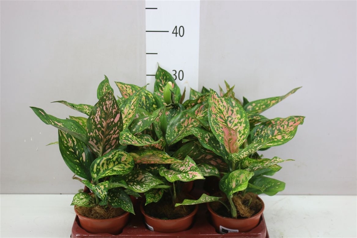 <h4>Aglaonema Spotted</h4>